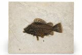 Huge, Superb Fossil Fish (Priscacara) - Top Quality Specimen #313952-1